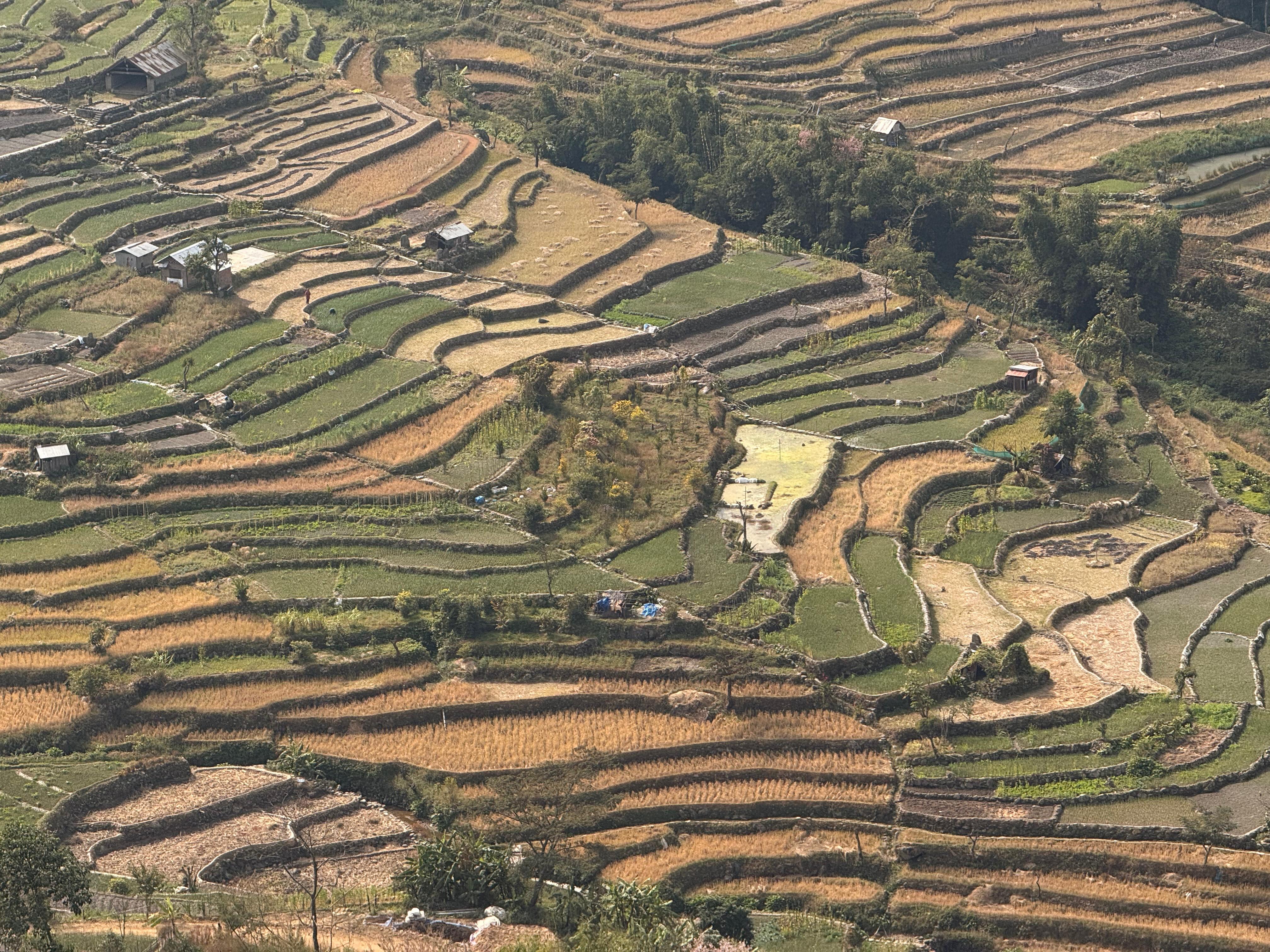Stone-lined terraced fields and small huts on a hillside